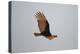 Lesser Yellow-Headed Vulture-Joe McDonald-Premier Image Canvas