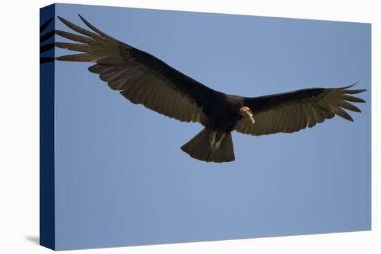 Lesser Yellow-Headed Vulture-Joe McDonald-Premier Image Canvas