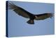 Lesser Yellow-Headed Vulture-Joe McDonald-Premier Image Canvas