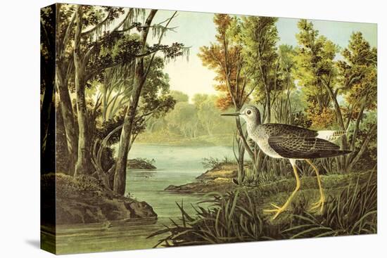 Lesser Yellow Legs-John James Audubon-Stretched Canvas