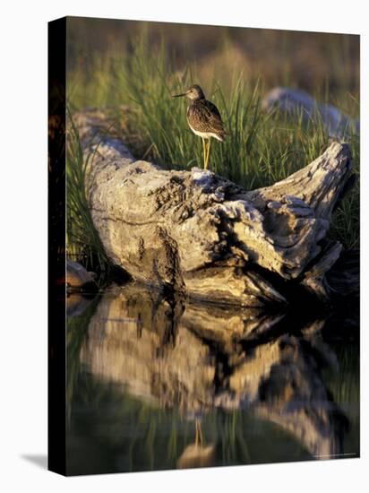 Lesser Yellowlegs in Wetlands, Potter Marsh, Alaska, USA-Paul Souders-Premier Image Canvas