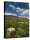 Lettuce Crop in a Field, Tilcara, Quebrada De Humahuaca, Argentina-null-Premier Image Canvas