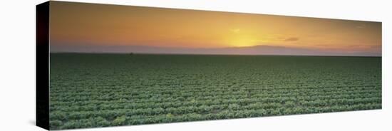 Lettuce Field at Sunset, Fresno, San Joaquin Valley, California, USA-null-Premier Image Canvas