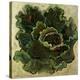 Lettuce-Suzanne Etienne-Stretched Canvas