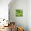 Lettuce-Alexander Feig-Premier Image Canvas displayed on a wall