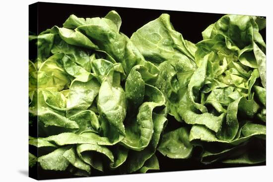 Lettuces-Victor De Schwanberg-Premier Image Canvas