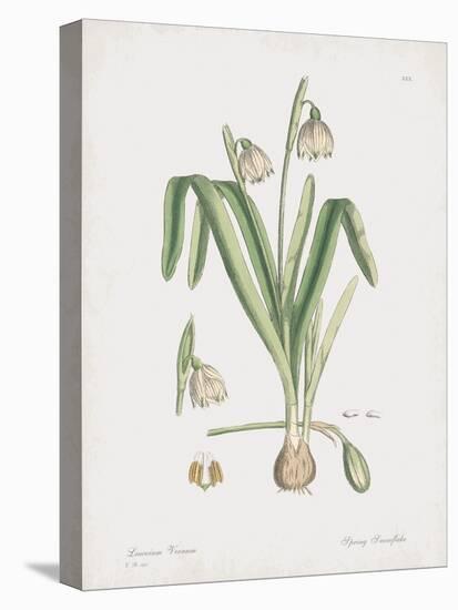Leucoium Vernum-James Sowerby-Stretched Canvas