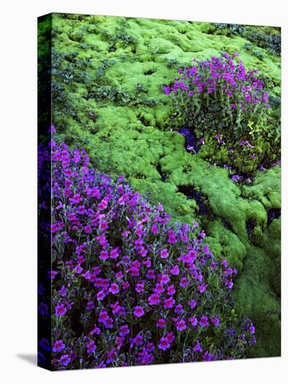 Lewis Monkeyflower, Mt. Rainier National Parks, Washington, USA-Charles Gurche-Premier Image Canvas