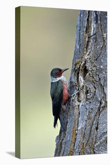 Lewis's Woodpecker (Melanerpes Lewis), Okanogan County, Washington, United States of America-James Hager-Premier Image Canvas