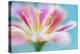 Lewisia-Mandy Disher-Premier Image Canvas