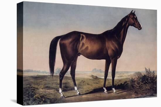 Lexington, The Celebrated Horse-Currier & Ives-Premier Image Canvas