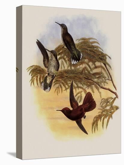 Leybold's Firecrown, Eustephanus Leyboldi-John Gould-Premier Image Canvas