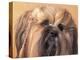 Lhasa Apso Face Portrait with Hair Plaited-Adriano Bacchella-Premier Image Canvas