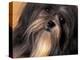 Lhasa Apso Face Portrait-Adriano Bacchella-Premier Image Canvas