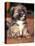 Lhasa Apso Puppy Portrait-Adriano Bacchella-Premier Image Canvas