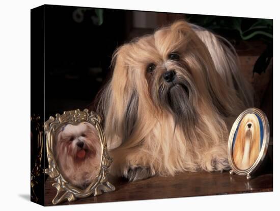 Lhasa Apso with Framed Pictures of Other Lhasa Apsos-Adriano Bacchella-Premier Image Canvas