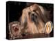 Lhasa Apso with Framed Pictures of Other Lhasa Apsos-Adriano Bacchella-Premier Image Canvas