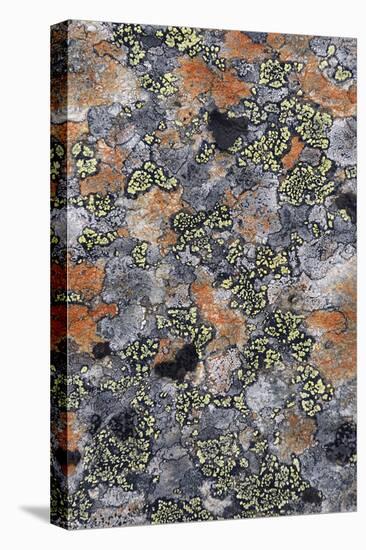 Lichen Fungi-Staffan Widstrand-Stretched Canvas