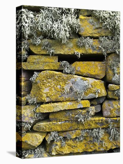 Lichen on Rocks, Broch of Mousa, Mousa Island, Shetland Island, Scotland, United Kingdom, Europe-Andrew Stewart-Premier Image Canvas