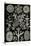 Lichens-Ernst Haeckel-Stretched Canvas