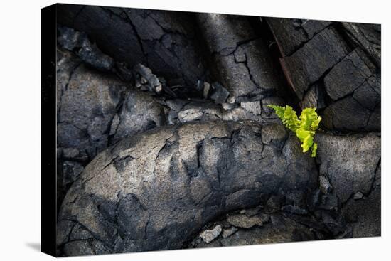 Life Among Ashes Lava Hawaii Volcano National Park Big Island-Vincent James-Premier Image Canvas