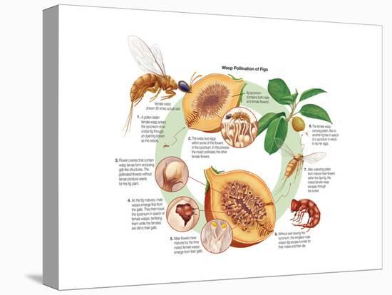 Life Cycle of the Fig Wasp (Agaonidae). Insects, Biology-Encyclopaedia Britannica-Stretched Canvas