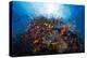 Life Explosion-Barathieu Gabriel-Premier Image Canvas