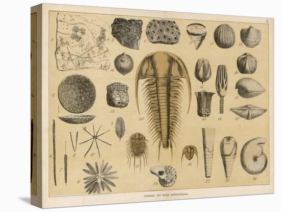 Life-Forms of the Paleozoic Epoch-Ferdinand Von Hochstetter-Stretched Canvas