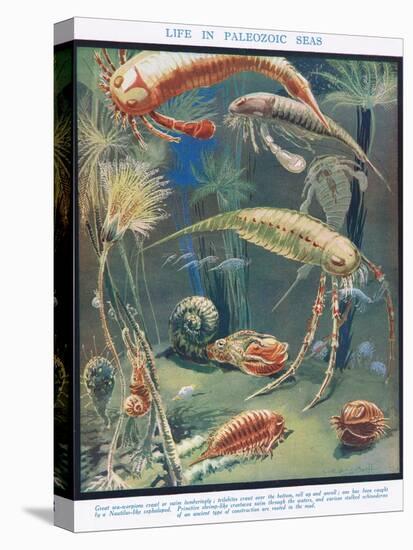 Life in Paleozoic Seas, Illustration from 'The Science of Life'-Leonard Robert Brightwell-Premier Image Canvas