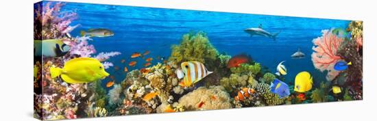 Life in the Coral Reef, Maldives-Pangea Images-Stretched Canvas