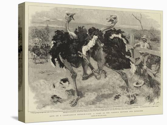 Life on a Californian Ostrich-Farm, a Fight in the Paddock Between Two Ostriches-William Small-Premier Image Canvas