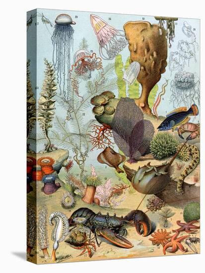 Life on the Sea Floor, Including Crustaceans and Molluscs-null-Premier Image Canvas