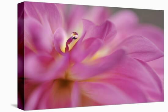 Lift Me High-Heidi Westum-Premier Image Canvas