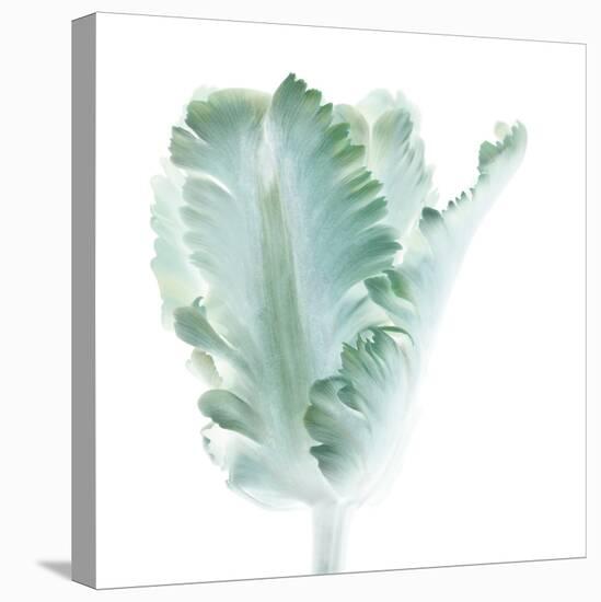 Light 3: parrot Tulip-Doris Mitsch-Premier Image Canvas