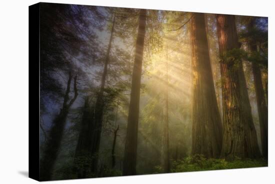 Light and the Land of the Trees, Northern California-Vincent James-Premier Image Canvas