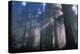 Light Coming Through Redwood Trees.-Kaj Svensson-Premier Image Canvas