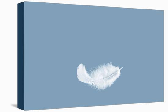 Light Fluffy a White Feather Floating in the Air with Copy Space. Feather Abstract Freedom Concept-1933bkk-Premier Image Canvas