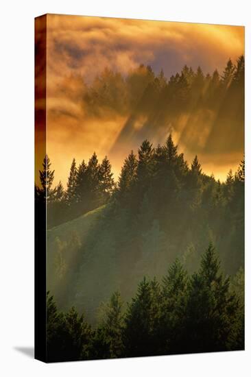 Light Fog and Tree Design, Mount Tamalpais, San Francisco, Callifornia-Vincent James-Premier Image Canvas