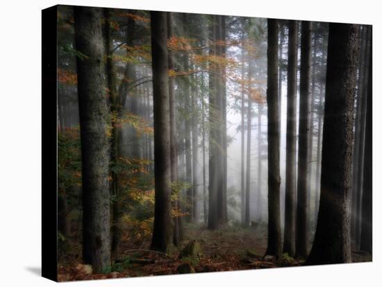 Light Forest-Philippe Sainte-Laudy-Premier Image Canvas