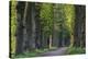 Light Green Forest Road-István Nagy-Stretched Canvas