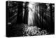 Light in the Darkness, Forest Trees and Morning Light, California Coast-Vincent James-Premier Image Canvas