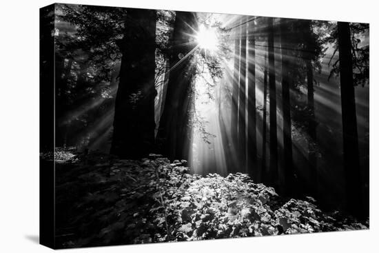 Light in the Darkness, Sun Beams and Redwood Coast Black and White-Vincent James-Premier Image Canvas