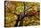 Light Leaf Roof of a Beech in Autumn Colours, Leutaschtal-Rolf Roeckl-Premier Image Canvas