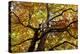 Light Leaf Roof of a Beech in Autumn Colours, Leutaschtal-Rolf Roeckl-Premier Image Canvas