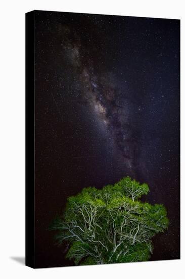 Light painted tree in the foreground with the Milky Way Galaxy in the Pantanal, Brazil-James White-Premier Image Canvas