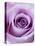 Light Purple Rose-Clive Nichols-Premier Image Canvas