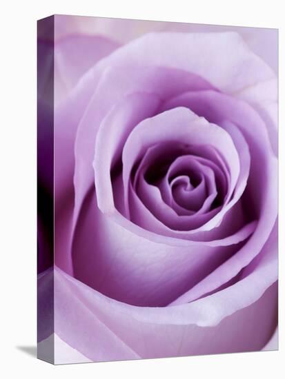 Light Purple Rose-Clive Nichols-Premier Image Canvas