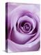 Light Purple Rose-Clive Nichols-Premier Image Canvas