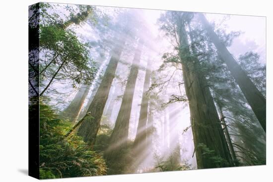Light Source, Del Norte Coast Redwoods, California Coast, Humboldt-Vincent James-Premier Image Canvas