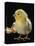 Light Sussex Hen Chick-Jane Burton-Premier Image Canvas